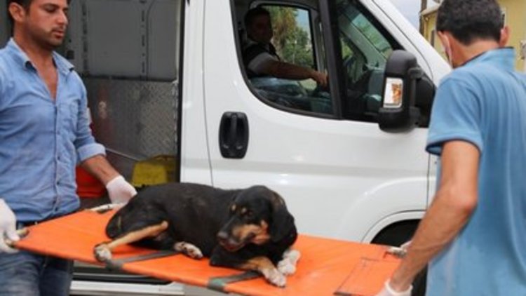 İki yaralı köpeğe sahip çıktılar 