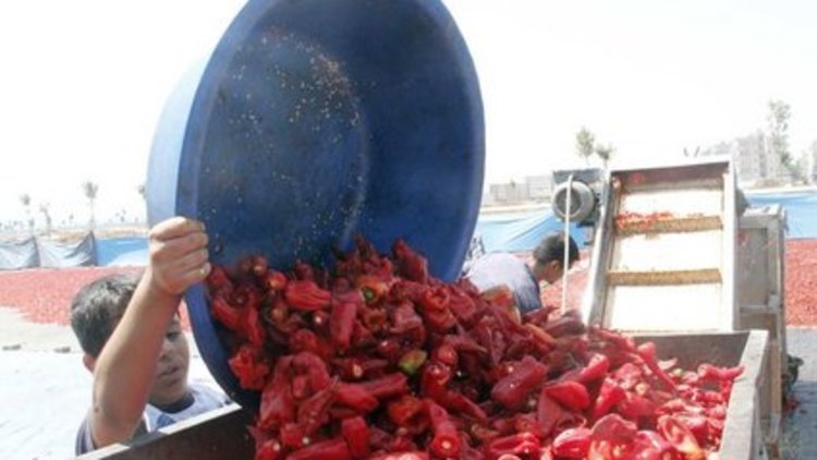 Şanlıurfa'da isot mevsimi