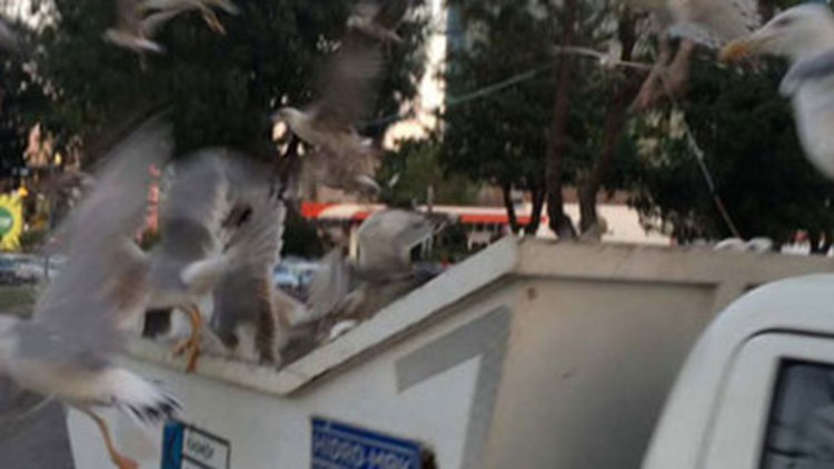 Martıların Kadıköy ritüeli