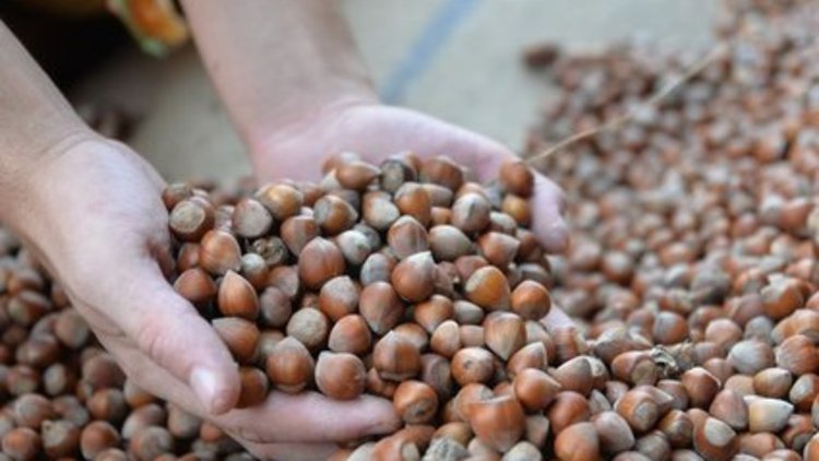 Fındık fiyatı yarı yarıya düştü