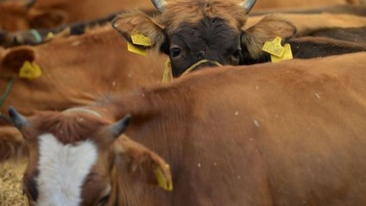 Kurban satış yerleri hazır 