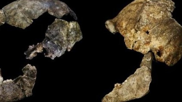 İnsana benzeyen yeni bir tür ortaya çıktı