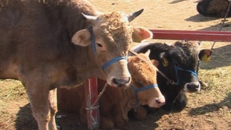 Kurbanlık pazarlar kuruldu, fiyatlar ise el yakıyor...