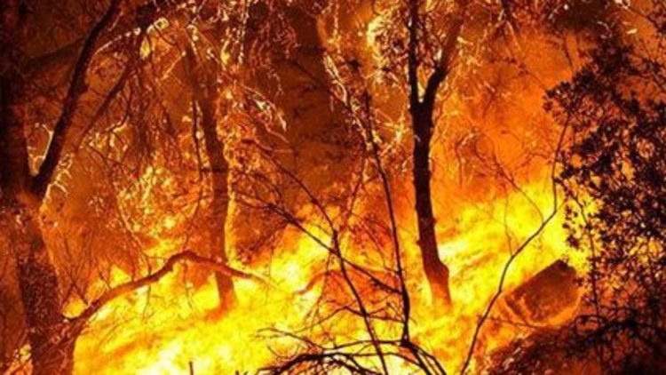 Kaliforniya yanıyor!