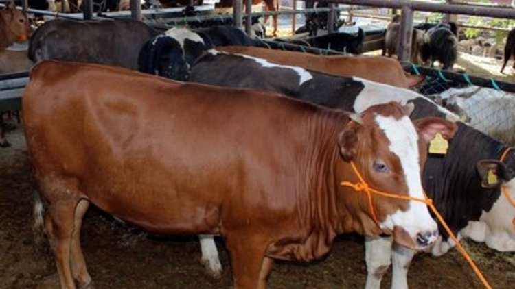 Kurban kesecekler dikkat! 