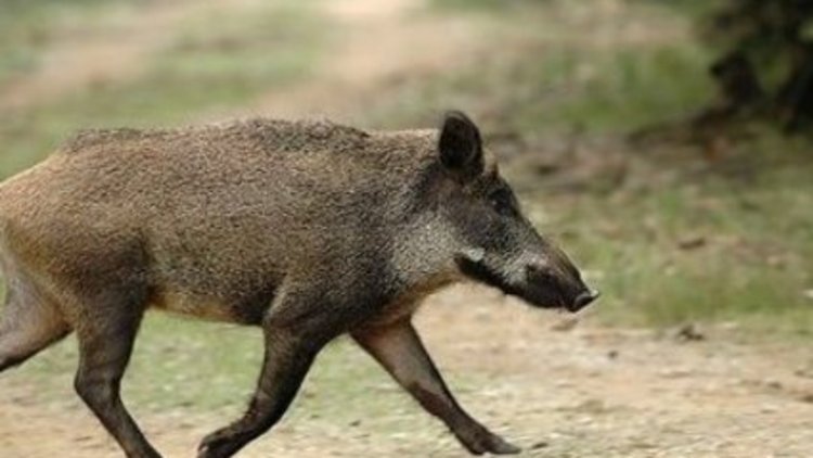 Çiftçiler çözümü arabesk müzikte buldu