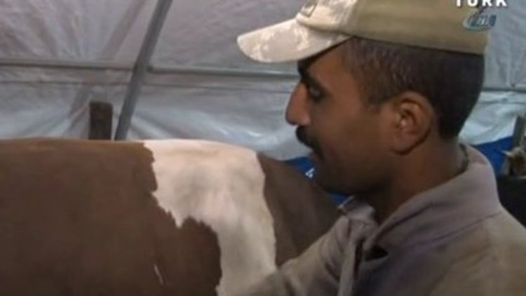 Edebiyat öğretmeni atanamadığı için çobanlık yapıyor