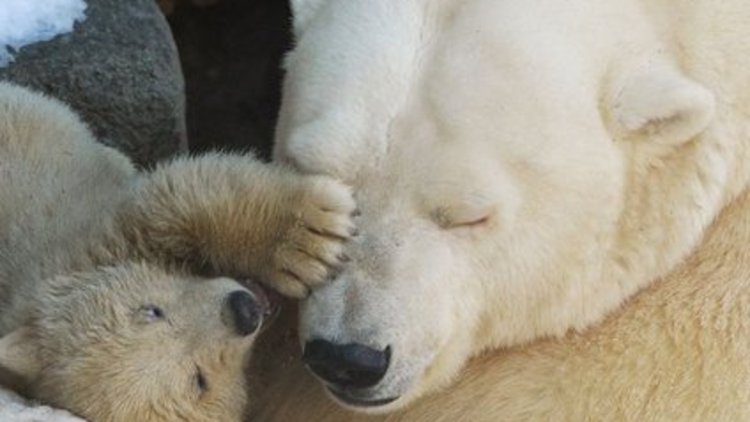 Küresel ısınma kutup ayısını bu hale getirdi