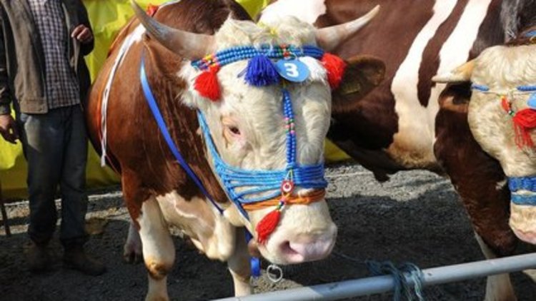 En büyük ve en güzel kurbanlık seçildi