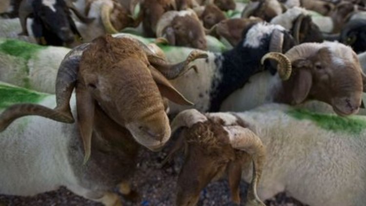 Kurbanlıklar ucuzlar mı?