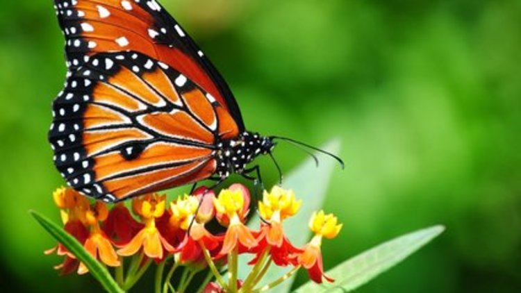 Kelebeğin döngüsü görüntülendi