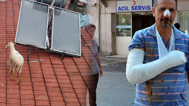 Kurban Bayramı klasiği: Acemi kasaplar, kaçan boğalar