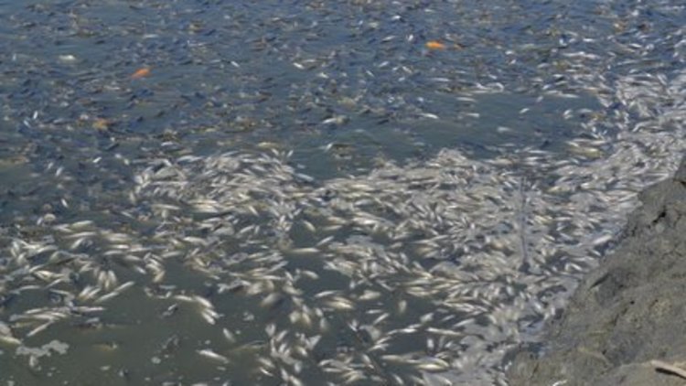 Çobançeşme Köyü'nde binlerce balık telef oldu