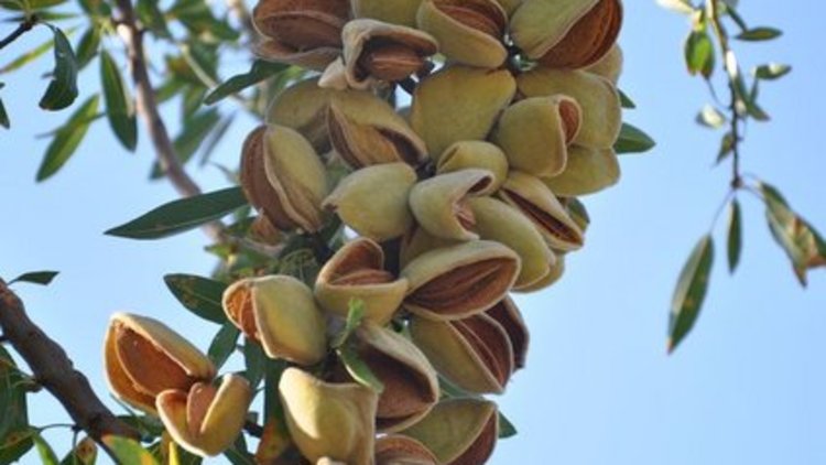 Yeni umutları badem