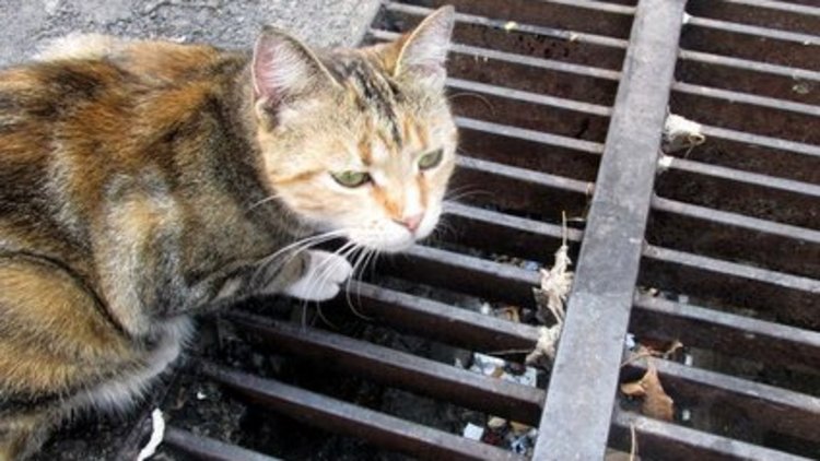 Anne kedi yavrusunun kurtarılmasını bekledi