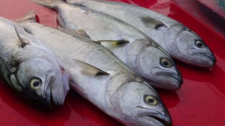 Balıkçılar lüferden umutlu