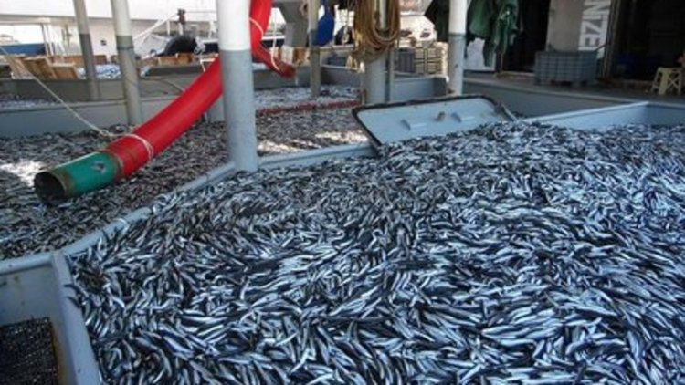 10 ton hamsi kilosu 1 liradan satıldı