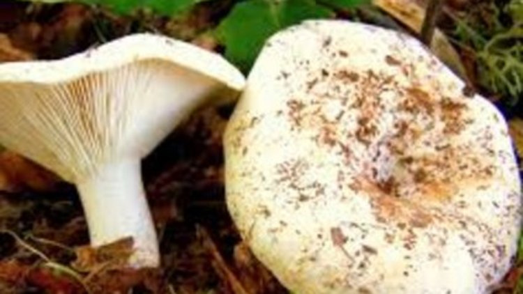 Mantar yüzünden canından oluyordu