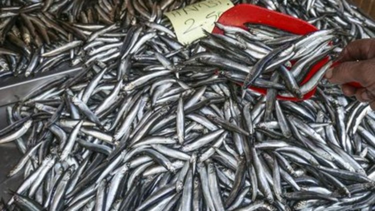 Hamsi bol ama tehlike kapıda!