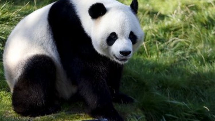 Pandaların dili öğrenildi