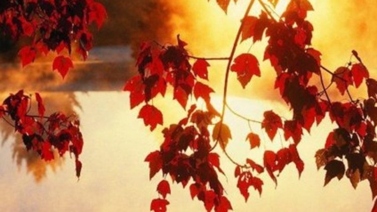 Pastırma yazı yurdu terk ediyor