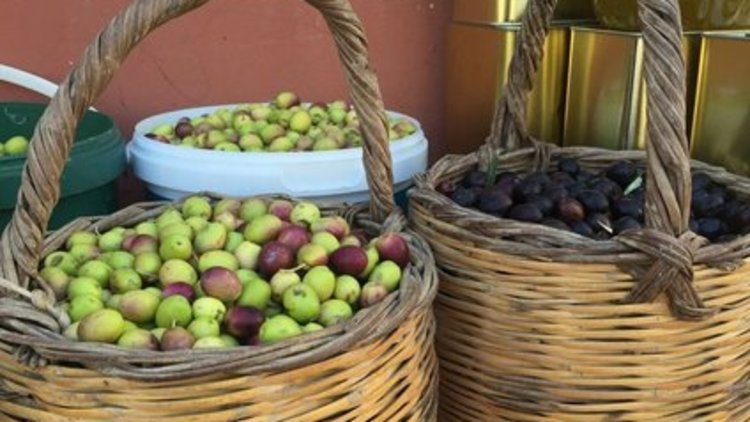 Zeytinde hasat zamanı başladı