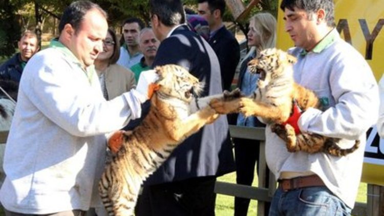 Gaziantep Hayvanat Bahçesi'nde dördüz kaplan sevinci
