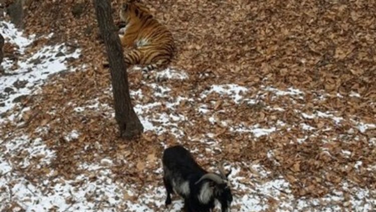  Kaplan yemesi için bırakılan keçi ile dost oldu