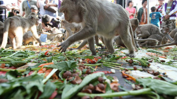 Geleneksel "Maymun Festivali" başladı