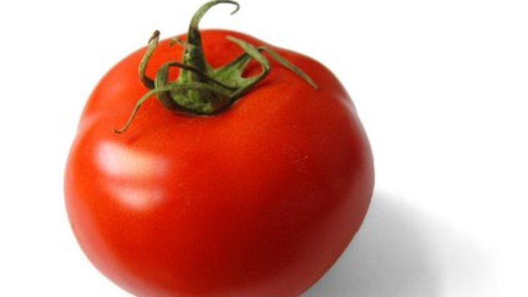 Domates zam şampiyonu