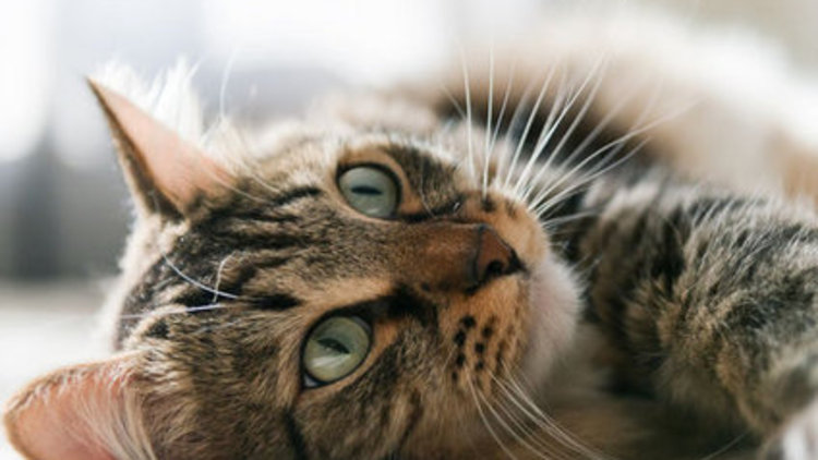 Evini kedilere miras bıraktı