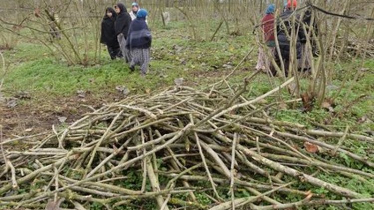 Ağaçları kesenleri bulana 25 bin TL'lik ödül