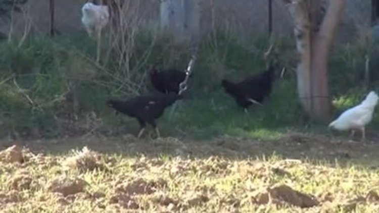 Tavuğu kesti, başına gelmeyen kalmadı