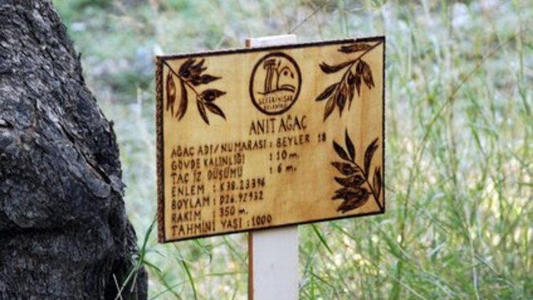 Bin yıllık ağacın zeytinyağı bunlar!