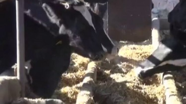 Şap hastalığı korkusu nedeniyle Aksaray karantinaya alındı