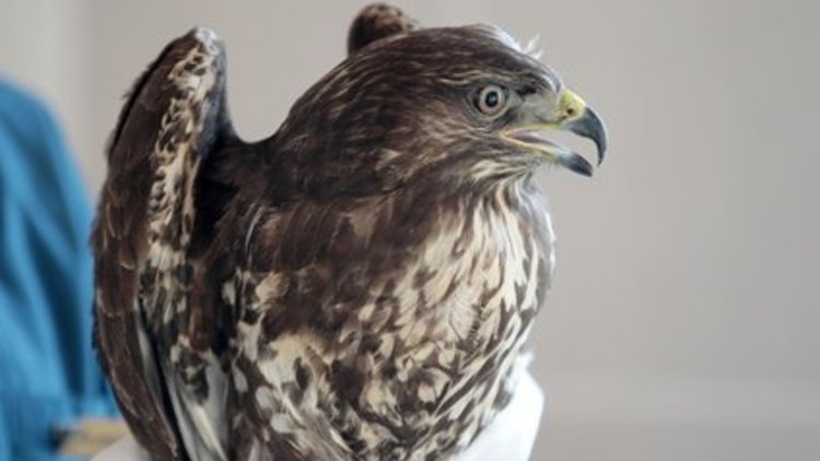 Kartal avı kameralara böyle yansıdı