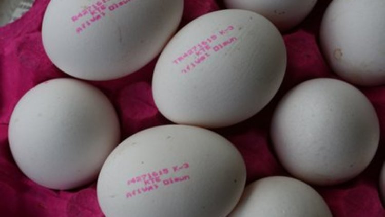 Taze mi değil mi kabuğunda yazacak