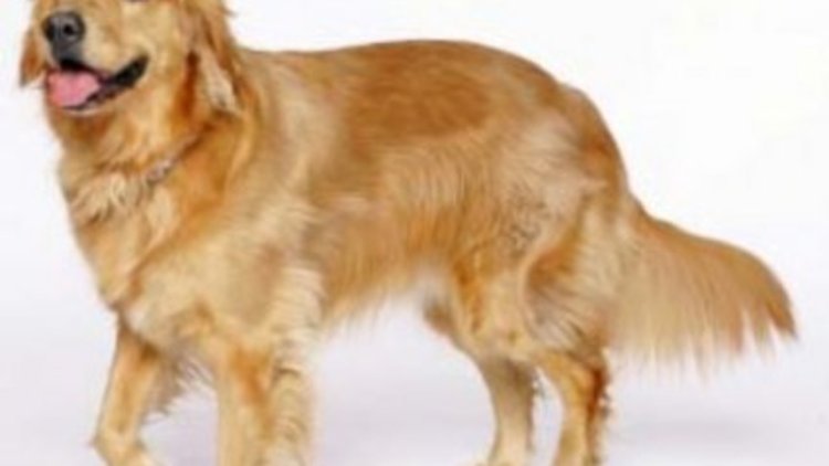 Köpekler, Amerika&#039;ya gidiyor