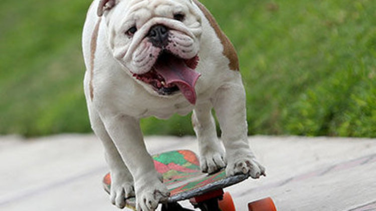 Bütün dünya 2015'te onları izleyip paylaştı: 'SOSYAL' HAYVANLAR!