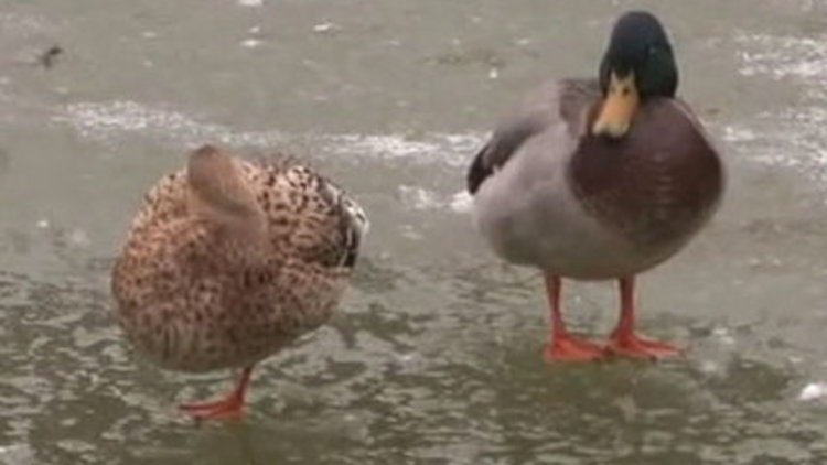 Yıldız buz tuttu, hayvanlar telef oldu