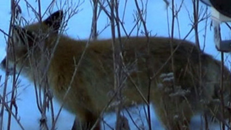 Tilkinin hayat mücadelesi