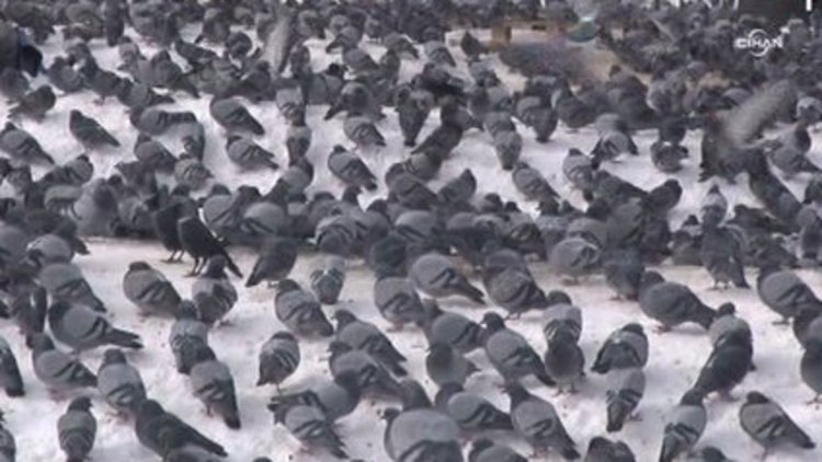 Bu fabrikada kuşları rahatsız etmek yasak