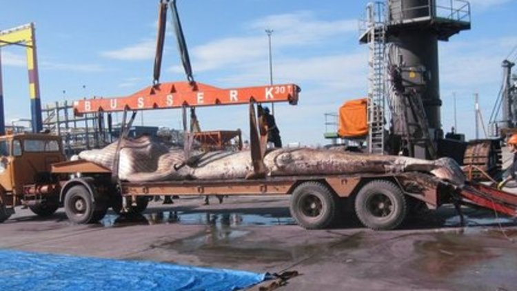 Dünyanın en büyük ikinci balinası İskenderun'da karaya vurdu