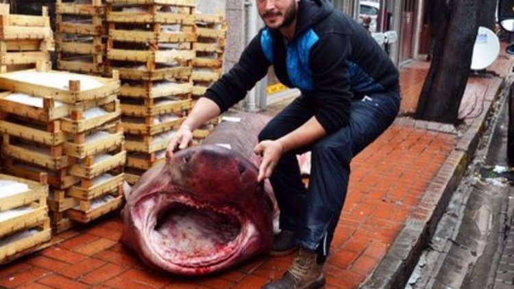 Bu canavar Ege&#039;den çıktı
