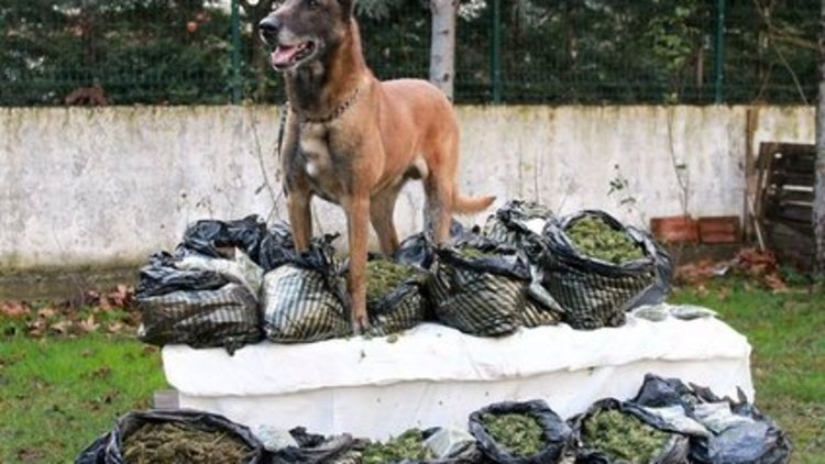 BİR KOKLAYIŞTA 17.3 KİLO!