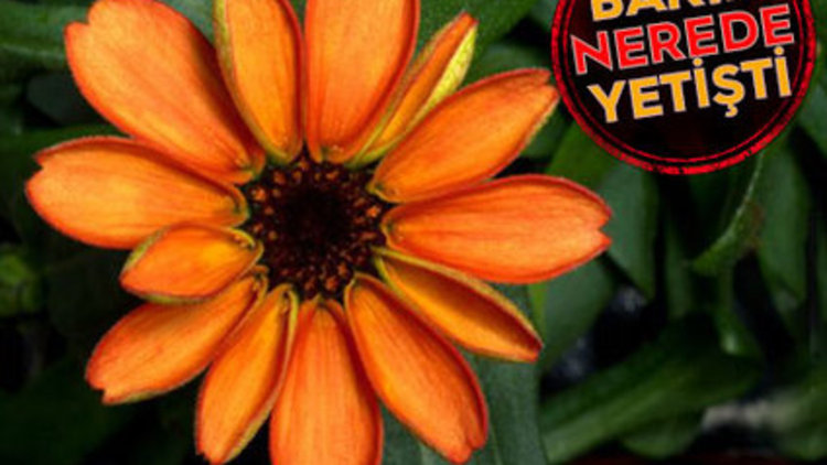 DÜNYA TARİHİNDE BİR İLK