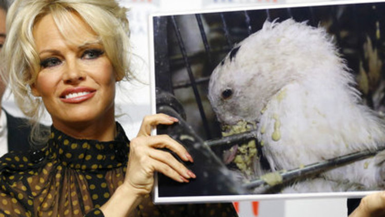 PAMELA'DAN FRANSA'YA İ'KAZ'