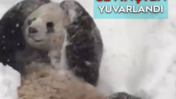 DÜNYA BU PANDAYA GÜLÜYOR