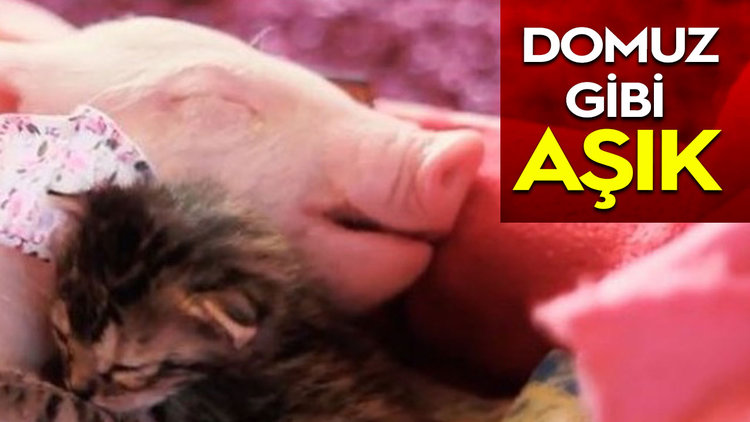 DOMUZ GİBİ AŞIK