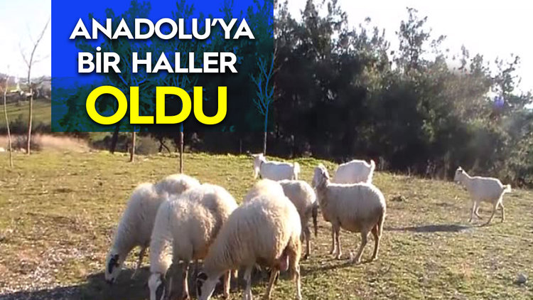 5 AYAKLI BUZAĞIDAN SONRA 4 MEMELİ KOYUN